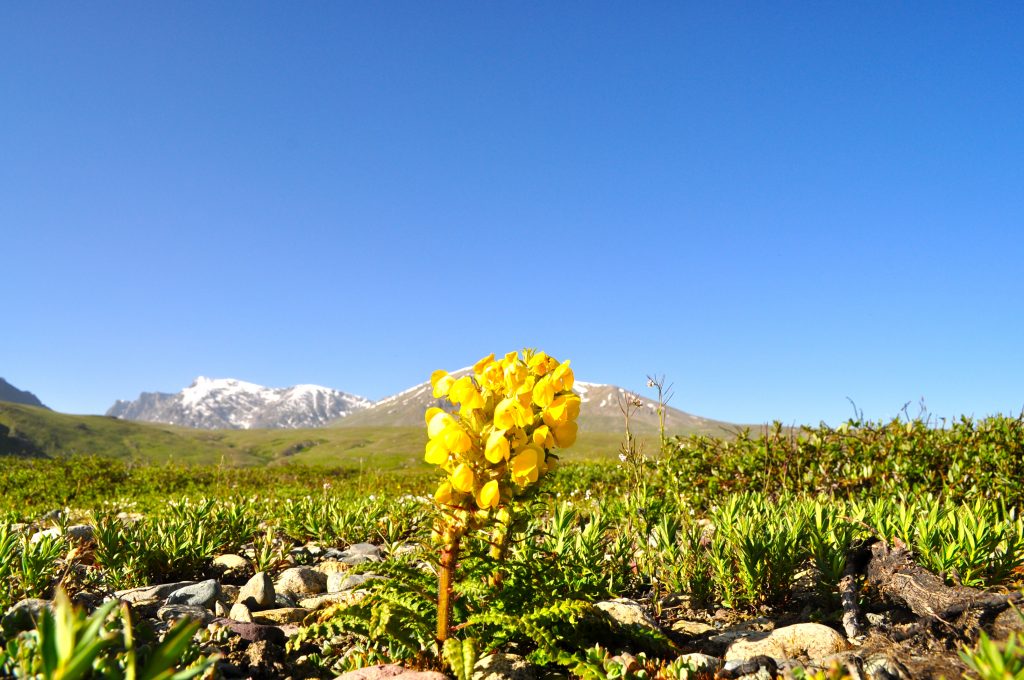 Deosai Pakistan